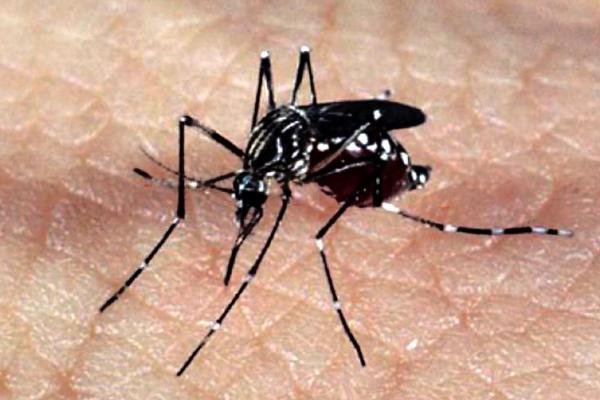 Zika e Chikungunya são transmitidos pelo mosquito Aedes Aegypti (Foto: Reprodução/Agência Brasil)