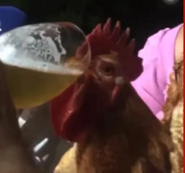 Conforme a investigação, eles deram cerveja para o galo durante uma despedida de solteiro (Foto: Divulgação | Polícia Civil)