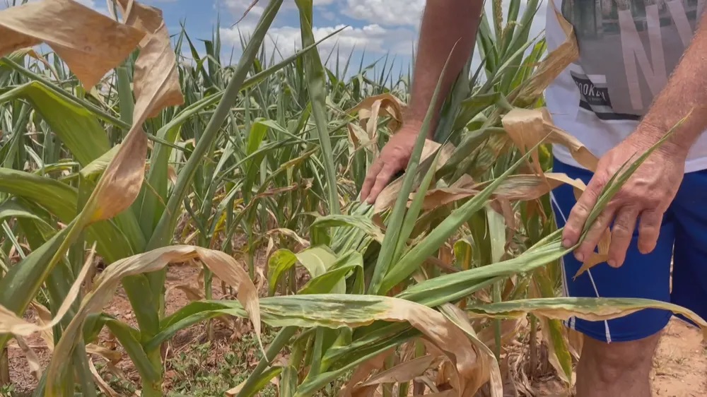 Cerca de 50% das lavouras de milho estão perdidas por causa da seca (Foto: RBSTV/Reprodução)