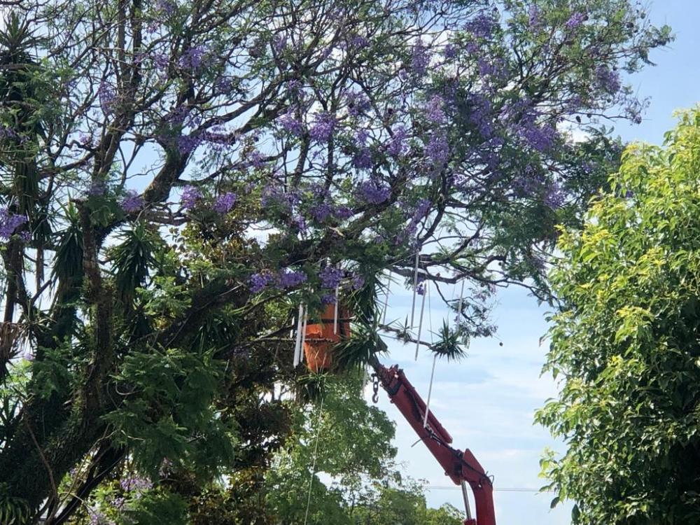 Praça João Goulart está recebendo os enfeites natalinos (Foto: Diones Roberto Becker)