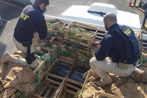 Droga estava escondida sob caixas de hortigranjeiros (Foto: Divulgação/PRF)