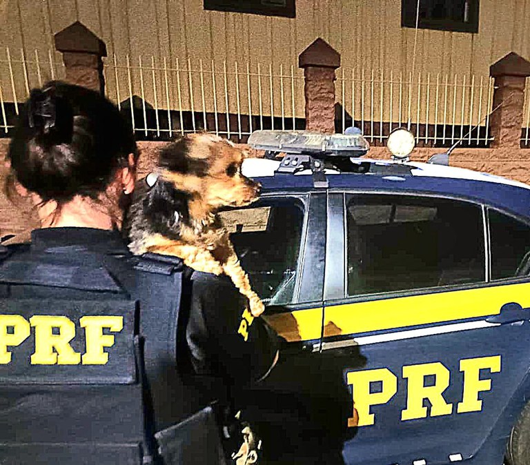 ‘Belinha’ já foi devolvida aos verdadeiros donos (Foto: Divulgação | PRF)