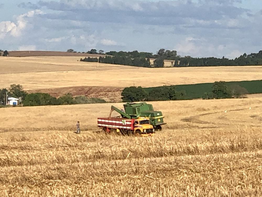 Produtividade média deverá fechar em 3.410 quilos por hectare, ou seja, 56,83 sacas (Foto: Diones Roberto Becker)