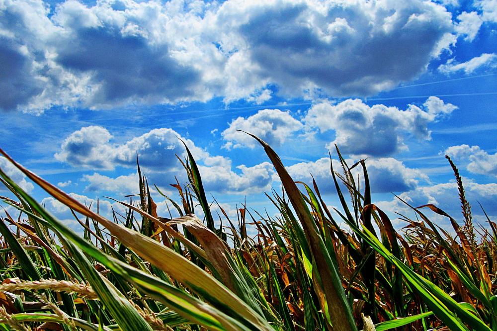 As lavouras de milho são aquelas que enfrentam as maiores perdas até aqui (Foto:Aritha por Pixabay) 