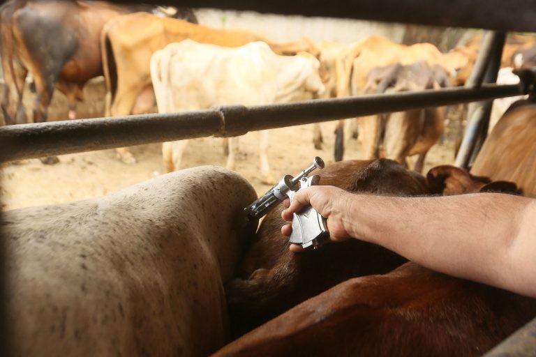 Empresas devem criar próprio modelo de defesa sanitária - (Foto: Mateus Pereira/GOVBA)