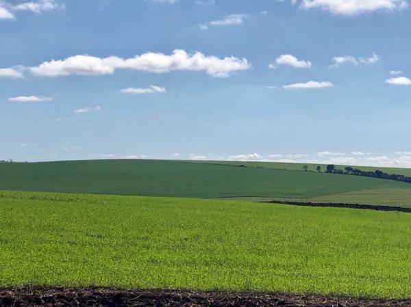 Predomínio de tempo firme e temperaturas elevadas, contribuiu para o bom desenvolvimento das lavouras com trigo (Foto: Diones Roberto Becker)