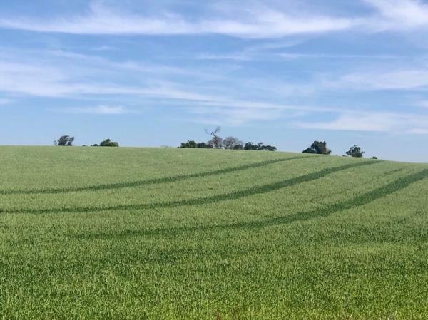 Levantamento da Emater-Ascar aponta que foram plantados cerca de 915 mil hectares neste ano (Foto: Diones Roberto Becker)