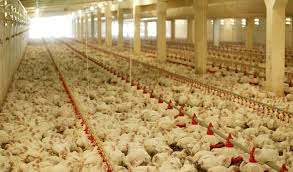 A contaminação de frango brasileiro pode provocar uma nova queda das exportações brasileiras para a China - Foto: Reprodução Internet 