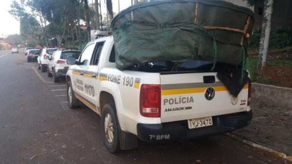 Rinha de galo é enquadrado no Art 32 da lei 9605/1198.e Art 268 do CP, sendo considerado Maus tratos aos Animais