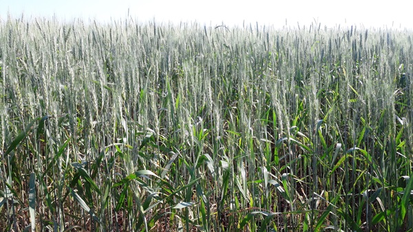 Lavouras apresentam boa população de plantas e bom aspecto (Foto: Divulgação/Emater-Ascar)