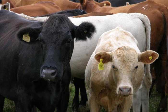 O RS fechou 2022 com um rebanho de 11,9 milhões de animais, alta de 8,2% sobre o ano anterior (Foto: Claudio Gottfried / Agencia RBS)