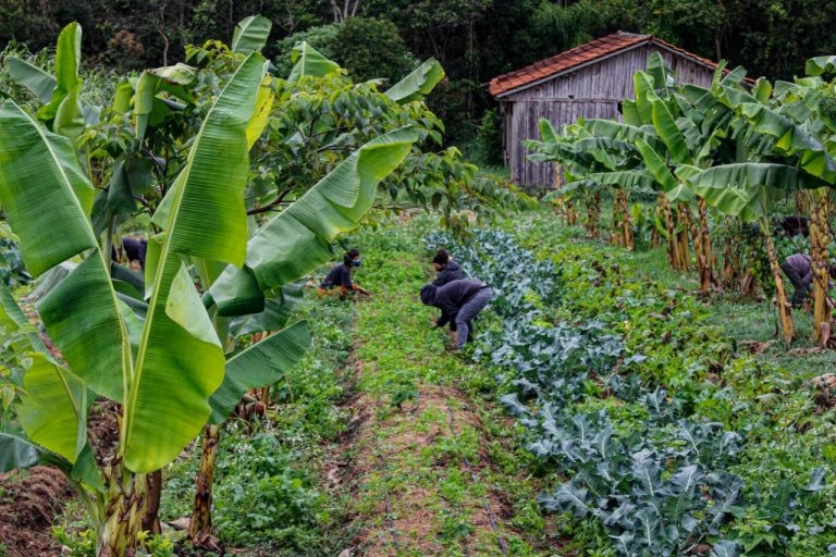 Agricultura familiar produz 70% dos alimentos consumidos no Brasil - (Foto: Leonardo Henrique e Valmir Fernandes/Fotos Públicas)