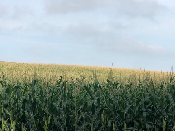 De acordo com o MAPA, milho e soja têm alíquota em 8% na Tarifa Externa Comum (Foto: Diones Roberto Becker)