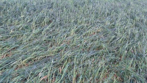 Em algumas lavouras de aveia branca, perdas alcançam 80% (Foto: José Antônio Depiere/ABC Agrícola)