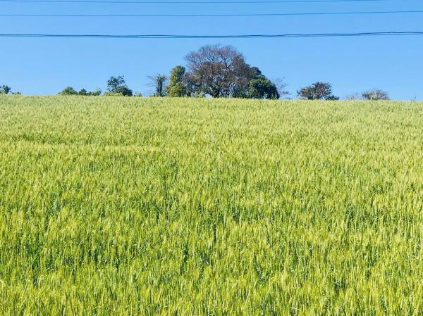 Áreas plantadas com o cereal no Estado estão nas fases de enchimento de grãos, floração, e germinação e desenvolvimento vegetativo (Foto: Diones Roberto Becker)