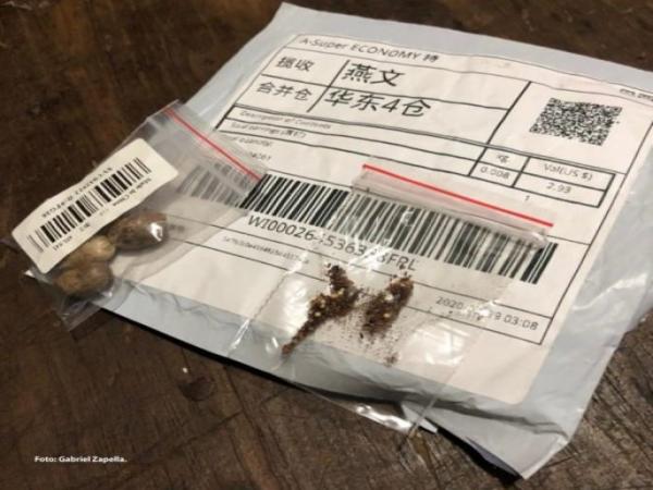 As sementes estariam chegando através de encomendas vindas da China (Foto: Gabriel Zapella)