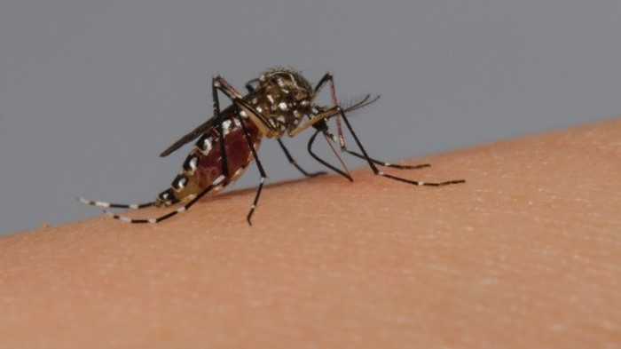 Aedes aegypti, o mosquito transmissor da doença -Foto: Rodrigo Méxas e Raquel Portugal/Acervo Fiocruz Imagens