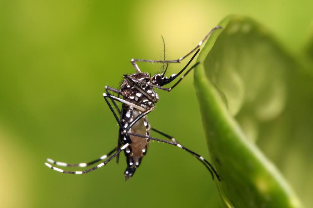 A doença é transmitida pelo mesmo mosquito que transmite a dengue(Foto: Fiocruz)