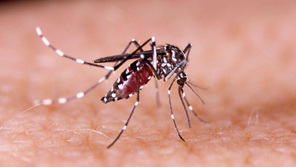 O mosquito transmissor é o mesmo da Dengue, Zika e Chikungunya. E se prolifera em ambientes com água parada (Foto:WikiImages/Pixabay) 