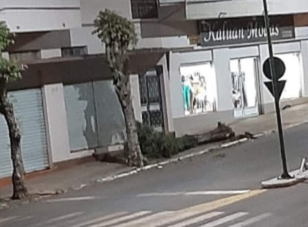 Carro não transitava em velocidade acentuada, mas foi o suficiente para derrubar a árvore que ficava no passeio público (Foto: Reprodução/Facebook)
