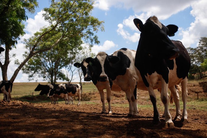 Rebanho gaúcho também caiu de maneira significativa nos últimos anos (Foto: Anselmo Cunha / Agencia RBS) 