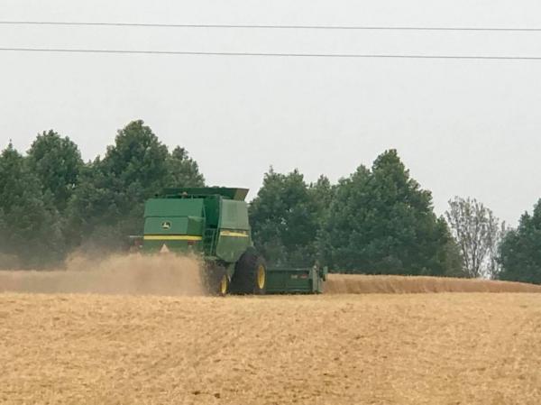 Nas regionais de Santa Rosa e de Ijuí, a colheita atinge, respectivamente, 7% e 3% da área plantada em 2020 (Foto: Diones Roberto Becker)