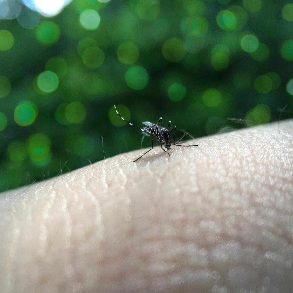 Dengue é causado pelo mosquito Aedes aegypti (Foto:Nuriyah) 