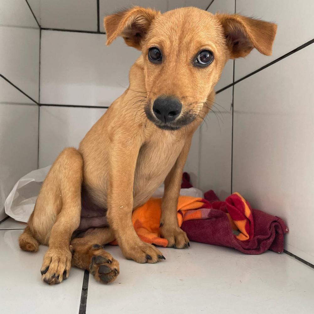 Cachorrinho que foi ferido no atropelamento seguirá internado por 60 dias (Foto: Appata)