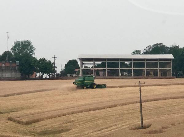 De acordo com especialistas, produtores do Brasil, Argentina, Estados Unidos e Rússia estão retendo o cereal à espera de altas nos preços (Foto: Diones Roberto Becker)