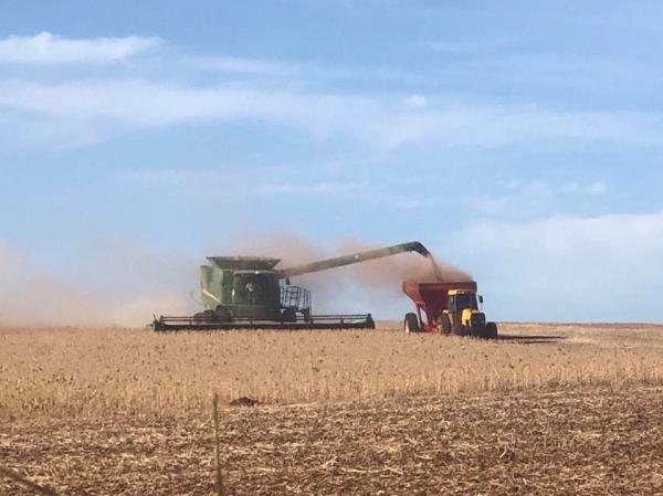 Produção de soja deve alcançar 135 milhões de toneladas, confirmando o país como o maior produtor mundial da oleaginosa (Foto: Diones Roberto Becker)