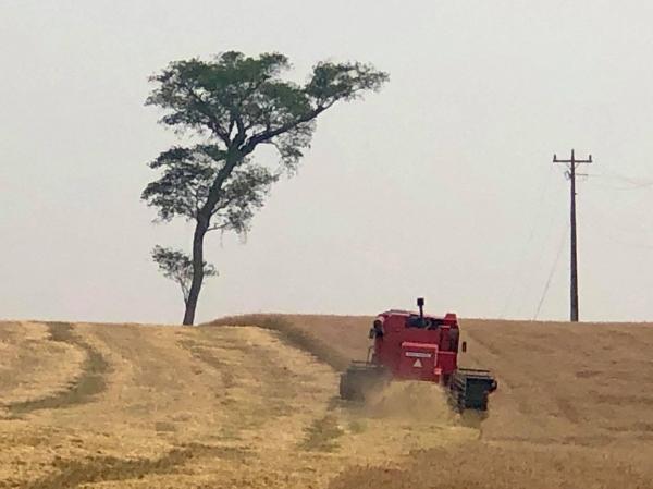 Lavouras que não foram prejudicadas pelas geadas de agosto apresentaram produtividade dentro da expectativa (Foto: Diones Roberto Becker)