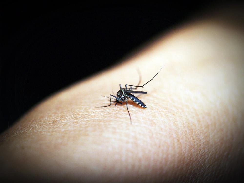 Dengue é transmitida pela picada do mosquito (Foto: Imagem de 41330 por Pixabay)