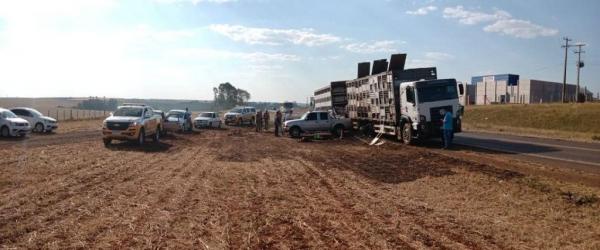 Caminhão carregado com suínos teve problemas mecânicos e cerca de 100 pessoas aproveitaram para saquear a carga (Foto: Divulgação/1º BRBM)