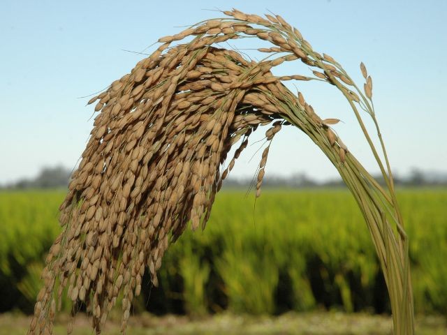 Foto: Reprodução/Secom SC