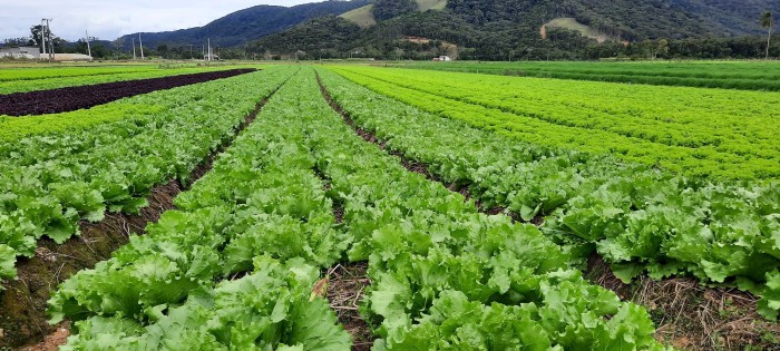 Foto: Reprodução/Secom SC