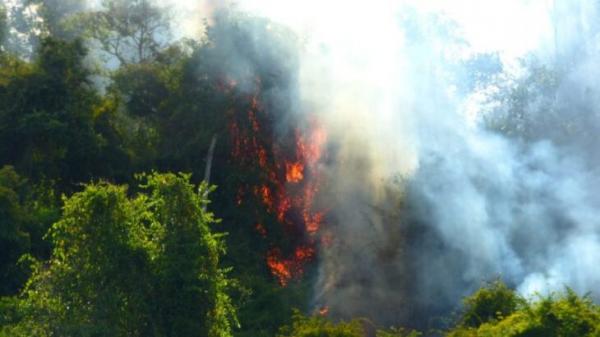 Fogo já consumiu cerca de 120 hectares da mata nativa (Foto: Misiones Online/Reprodução)