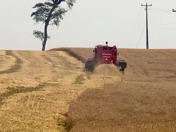Em todas as áreas produtoras de trigo no Rio Grande do Sul, a produtividade está abaixo da expectativa inicial (Foto: Diones Roberto Becker)