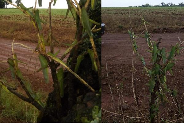 Presença dos gafanhotos foi percebida em áreas agrícolas nos municípios de Santo Augusto e São Valério do Sul (Foto: Luiz Carlos Pommer)