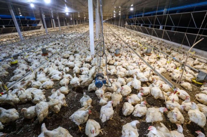 Governo afirma que o Brasil continua exportando seus produtos para consumo de forma segura - (Foto: Marco Santos/Agência Pará)