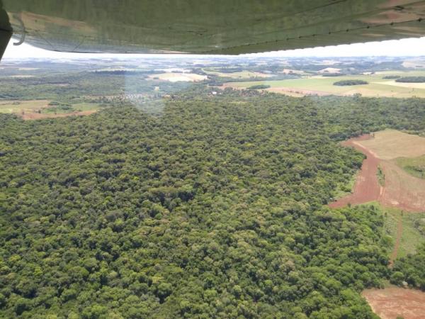 Estimativa é de 20 a 30 hectares de mata nativa com severos danos provocados pelos gafanhotos (Foto: Cristian Kempf)
