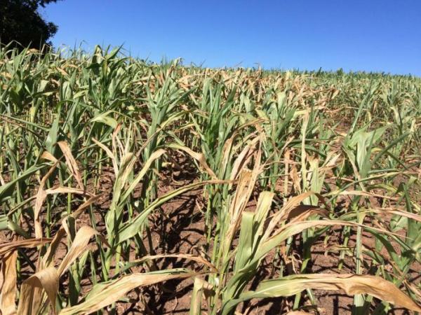 A estiagem frustrou a expectativa de uma boa sofra de milho no estado (Foto: Notícias Agrícolas)