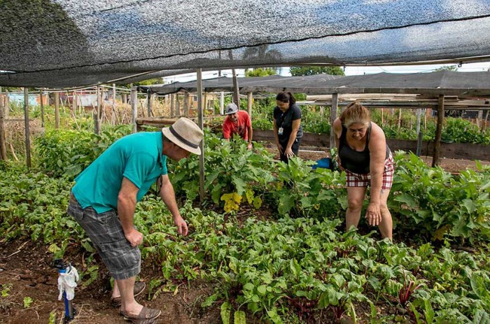 Horta comunitária do município de Canoas (RS) - Foto: Guilherme Pereira/Prefeitura de Canoas-RS