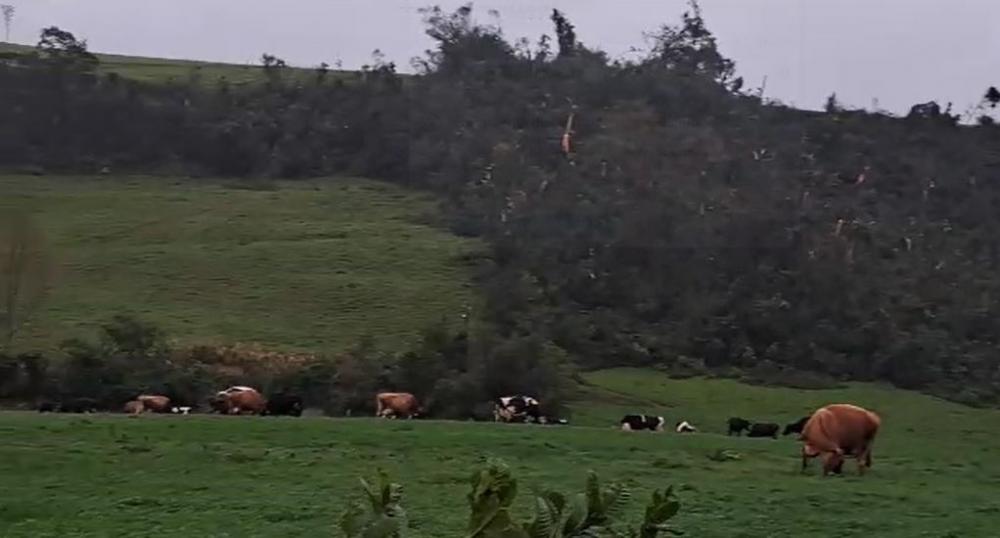 Atividade leiteira foi absolutamente impactada pelo temporal (Foto: Reprodução)