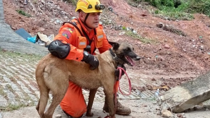 A utilização dos cães visa reduzir o tempo de localização de vítimas -Foto: Divulgação CBMRS