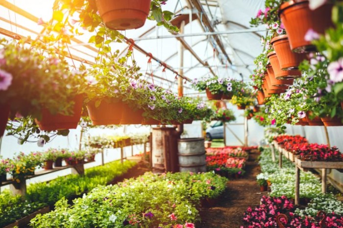 Viveiro de plantas ornametais - (Foto: druvo/Getty Images)