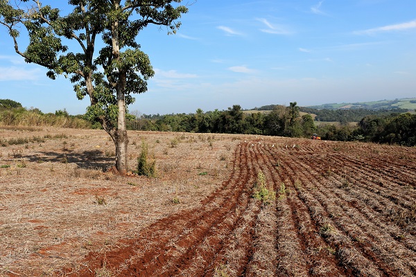 Umidade no solo e boa insolação estão contribuindo para o desenvolvimento das plantas (Foto: Divulgação/Emater-Ascar)
