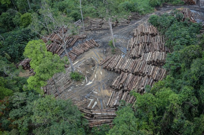 Desmatamento flagrado pelo Ibama em terra indígena em Roraima - Foto: Felipe Werneck/Ibama
