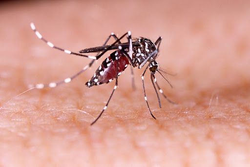 Zika e Dengue são transmitidos pelo mesmo mosquito (Foto: Divulgação)