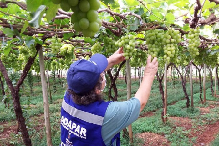Deputado lembra que o Brasil é um dos maiores produtores e exportadores de frutas - (Foto: Divulgação/Agência de Defesa Agropecuária do Paraná)