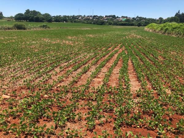 Segundo o levantamento da CONAB, a área plantada com soja no país deverá alcançar 38,3 milhões de hectares (Foto: Diones Roberto Becker)